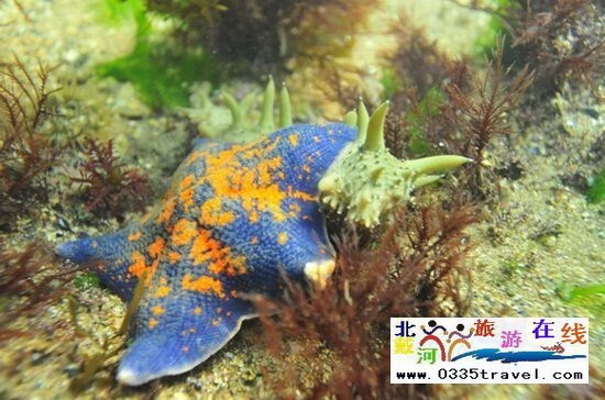 北戴河碧螺塔行者潛水俱樂(lè)部