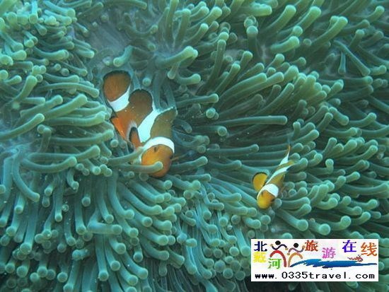 北戴河碧螺塔行者潛水俱樂(lè)部