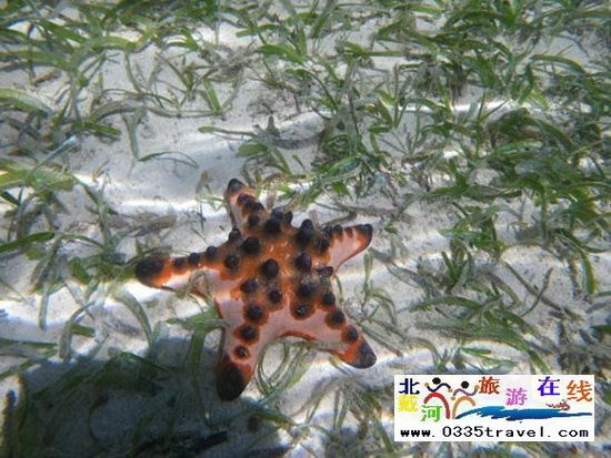 北戴河碧螺塔行者潛水俱樂(lè)部