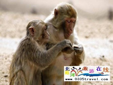 秦皇島野生動物園