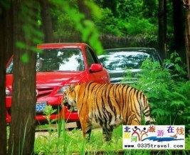 [秦皇島] 秦皇島野生動物園景點門票優(yōu)惠88元起團，一人也成團，團隊更優(yōu)惠，咨詢電話0335-3522599: